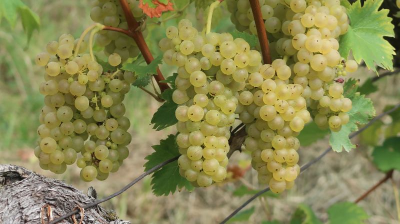 Laški rizling v vinogradu Horvatovih v Počehovi je bil letos izjemno dobre kakovosti.