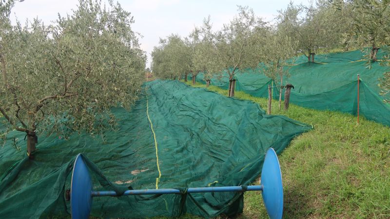  V oljčnikih Kantetovih v Šempasu so z obiranjem zaključili 1. novembra, drevesa obirajo s pnevmatskimi grabljicami, pod njih pa na terasah položijo 100 metrov dolge mreže, ki jih traktor namotava. Ko se v njih nabere 60 kilogramov plodov, jih stresejo na kup, da se plodovi ne poškodujejo.