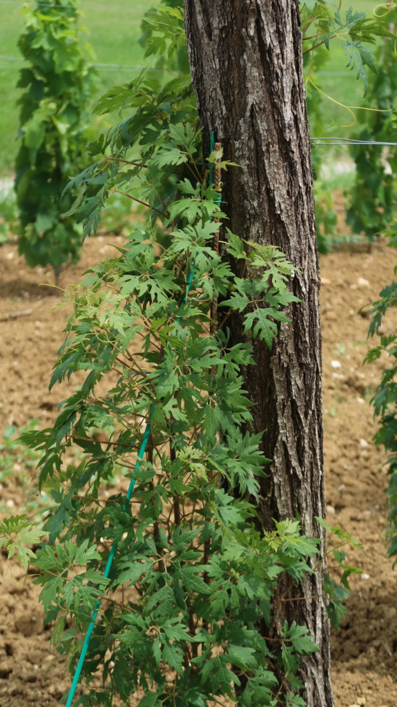 V viteškem vinogradu Gvida Mahniča raste posebna sorta peteršiljka, ki rodi belo grozdje<br> 