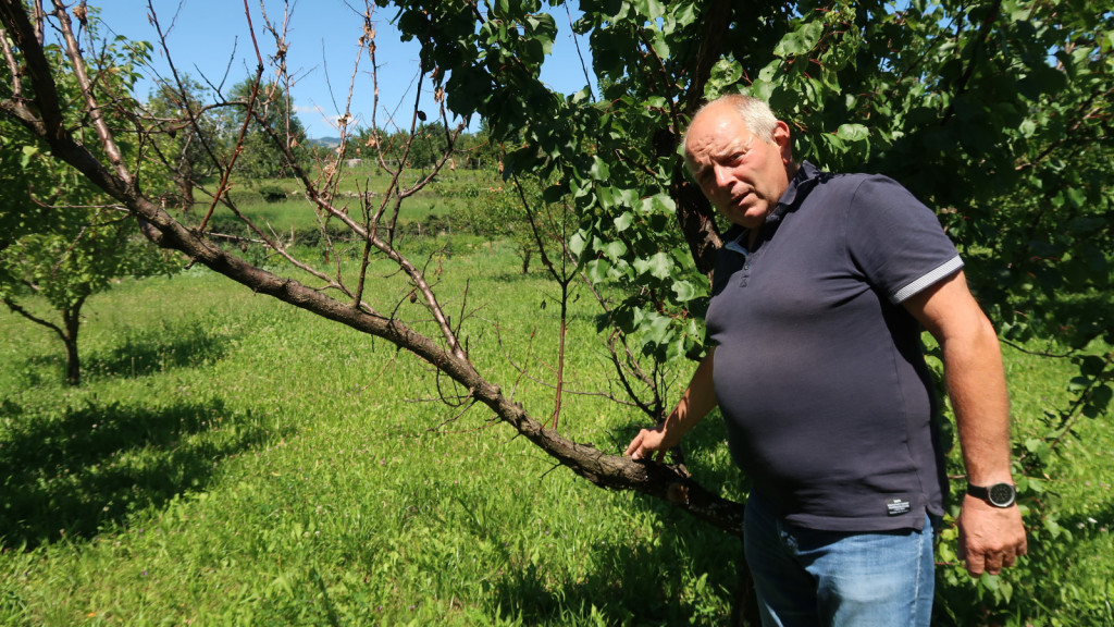 Tako se začne propadanje drevesa, ki ga najpogosteje ni mogoče rešiti.    