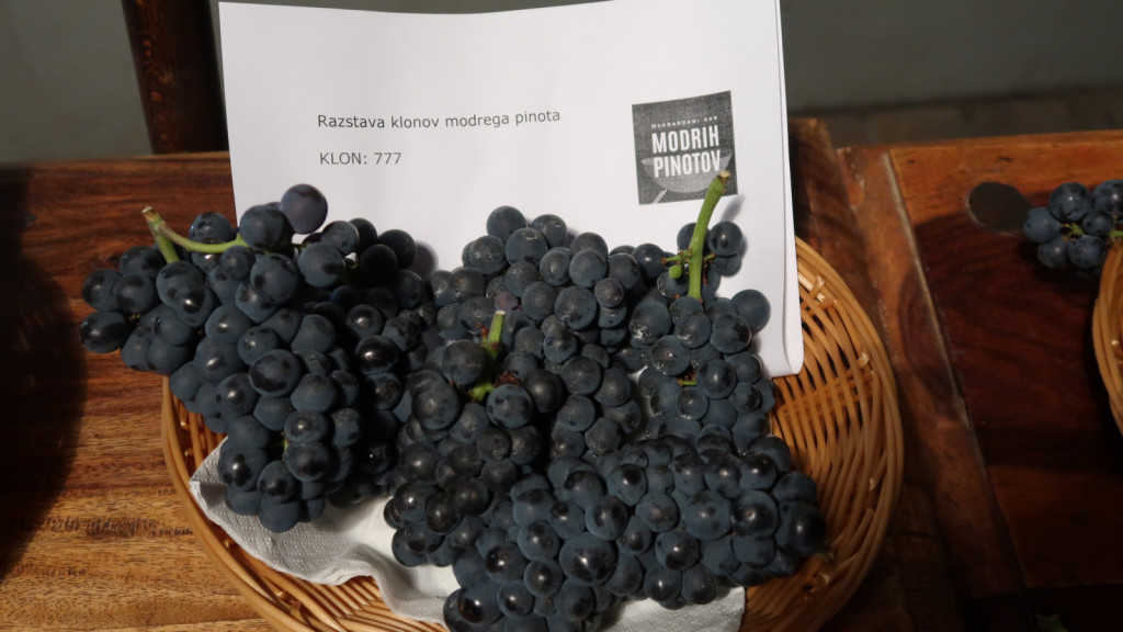 Klon modrega pinota 777  je najbolj znan burgundski klon z majhnimi jagodami in grozdi.<br> 